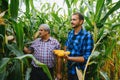 Farmer and an agronomist working in field inspect ripening corn cobs. two Businessman checks ripening of corn cobs. concept of Royalty Free Stock Photo