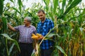 Farmer and an agronomist working in field inspect ripening corn cobs. two Businessman checks ripening of corn cobs. concept of Royalty Free Stock Photo