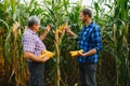 Farmer and an agronomist working in field inspect ripening corn cobs. two Businessman checks ripening of corn cobs. concept of Royalty Free Stock Photo