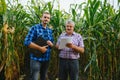 Farmer and an agronomist working in field inspect ripening corn cobs. two Businessman checks ripening of corn cobs. concept of Royalty Free Stock Photo