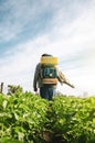 A farmer in an air sprayer cannon sprays a potato plantation. Mist fogger sprayer, fungicide and pesticide. Effective crop Royalty Free Stock Photo