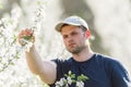 Farmer analyzes flower cherry orchard with blossoming trees in s