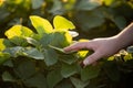 farmer analyzes young leaves the soya beans Royalty Free Stock Photo