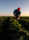 farmer analyzes young leaves the soya beans Royalty Free Stock Photo