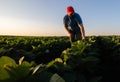 farmer analyzes young leaves the soya beans Royalty Free Stock Photo