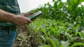 Farmer analyzing crop growth using mobile app in corn field