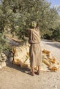 A farmer and an ancient olive tree with a harvesting sheet with harvested olives beneath it