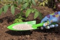 The farmer applies granular fertilizers to young tomato plants. Hand in a glove hold a shovel and fertilize seedlings in an