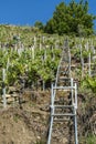 A farmer applies pesticides in a vineyard