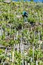 A farmer applies pesticides in a vineyard