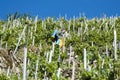 A farmer applies pesticides in a vineyard