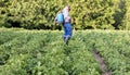 A farmer applying insecticides to his potato crop. Legs of a man in personal protective equipment for the application of