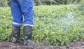 A farmer applying insecticides to his potato crop. Legs of a man in personal protective equipment for the application of