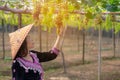 Farmer asian woman picking grape during wine harvest for agriculture Royalty Free Stock Photo