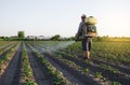 A farmer with a backpack spray sprays fungicide and pesticide on potato bushes. Protection of cultivated plants from insects