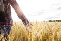 Farmer with a backpack walks through a wheat field Triticum, touches the spikelets with his hand and checks the crop in the rays