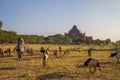 Farmer in Bagan Burma Royalty Free Stock Photo