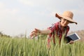 Farmer barley crop field plantation checking quality