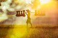 Farmer Bearing seedlings of rice to plant, Asian farmer Bearing rice seedlings on paddy field Royalty Free Stock Photo