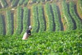 Farmer and beautiful strawberry farm in the morning Royalty Free Stock Photo