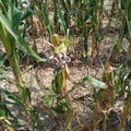 drought damage in corn, maize field Royalty Free Stock Photo