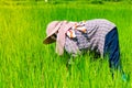 Women farmer is bending down to remove weed grass.