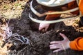 farmer bent over hole in soil prepared for planting potatoes. hand planting Solanum tuberosum tuber into ground Royalty Free Stock Photo