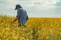 Farmer in blooming canola field Royalty Free Stock Photo