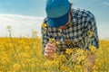 Farmer in blooming canola field Royalty Free Stock Photo