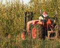 Farmer Bringing in the Apples