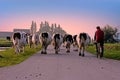 Farmer brings back his cows to the stable at sunset in the Netherlands