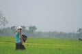 A farmer brings fertilizer for crops in a rice field, Purworejo, Indonesia
