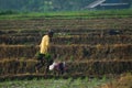 a farmer brings rice seeds to plant in the rice field