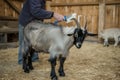 farmer brushing a cashmere goat in a barn Royalty Free Stock Photo