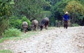 Farmer and buffallos Royalty Free Stock Photo