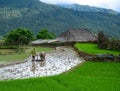 Farmer with buffalo on rice field