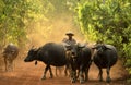 Farmer with buffalo water Royalty Free Stock Photo