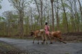 Farmer with bullock cart in dandeli forest road