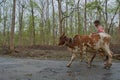 Farmer with bullock cart in dandeli forest road at near yellapur karnataka