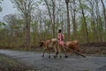 Farmer with bullock cart in dandeli forest road at near yellapur karnataka