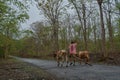 Farmer with bullock cart in dandeli forest road at near yellapur karnataka