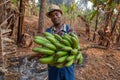 Farmer with a bunch of plantain bananas on a plantation, person at work