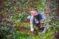 A farmer is busy clearing weeds at the base of a rose tree at Savar Dhaka