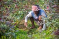 A farmer is busy clearing weeds at the base of a rose tree at Savar Dhaka