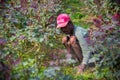 A farmer is busy clearing weeds at the base of a rose tree at Savar Dhaka