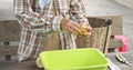 Farmer in cacao farm remove the wet beans from cacao pod by hand and discard a pod husk