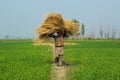 A farmer caring grass