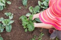 Farmer caring for young kale and cabbage plants