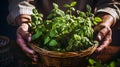 The farmer carries the basil seedlings in a basket to plant them.