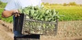 A farmer carry fresh cabbage seedlings in a box. Planting and growing organic vegetables. Agro-industry in third world countries,